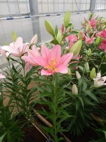 [4224 Vendome No01.JPG]